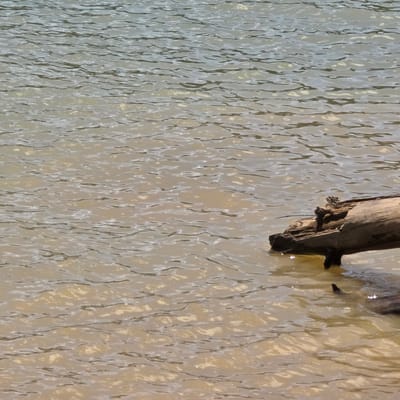 A close-up, eye-level shot shows a log partially submerged in the murky, rippling water of the Cherry Grove Reservoir in Cherry Grove, United States. The water is a dull brown color, with sunlight glinting off its surface in scattered patches. The log is weathered and appears to be made of rough wood, with some bark still attached in places. Its end is broken and jagged, and it is positioned horizontally across the frame, extending from the right side towards the left. The log is partially submerged, with some portions visible above the water and others beneath the surface. The background consists entirely of the water, with no other objects or land features visible. The image appears to be taken during daylight hours, with the lighting creating a dappled effect on the water's surface. There are no people or animals visible in the frame.
