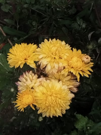 A close-up, vertical shot displays a cluster of bright yellow chrysanthemums against a dark green, leafy background. The flowers are in full bloom, with many tightly packed petals giving them a spherical appearance. Some of the flowers exhibit a lighter, almost white hue on their inner petals, and some have tinges of light pink. The backdrop consists of dense foliage, possibly grass or other low-lying plants, which are out of focus and darker in tone, creating a strong contrast that emphasizes the vibrant yellow of the flowers. The lighting suggests it may be overcast or late in the day, as there are no harsh shadows. The image was taken outdoors, in what appears to be a garden or natural setting, possibly in Kyzyl-Senir, Kyrgyzstan, where such flowers might be cultivated or grow wild. No people or animals are visible in the frame.