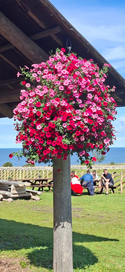 The image depicts an outdoor scene with a large hanging basket of pink and red flowers in the foreground, suspended from a wooden structure. In the background, several people are seated at picnic tables on a grassy area. A wooden fence runs along the edge of the grassy area, with the sea and a distant coastline visible beyond. The scene is located in Panga, Estonia, a location known for its scenic coastal views. The lighting suggests it is a sunny day.