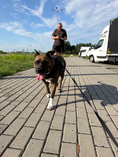 In Nowa Gorzelnia, Poland, on a sunny day with a partly cloudy blue sky, a person stands looking at their phone, wearing a dark t-shirt and black shorts. They are walking a brindle-colored pit bull terrier on a leash. The dog, with its tongue out, is wearing a black harness. They are on a paved walkway, with grass and trees visible in the background. Several white vehicles, including RVs and a delivery truck, are parked nearby. The scene appears to be a rest stop or parking area.