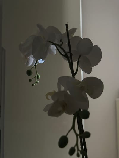 The image shows a close-up, dimly lit view of a faux orchid plant. The plant has several white petals and green buds. The lighting is dramatic, with the background appearing dark and shadowed. The overall impression is one of understated elegance, possibly in a home or indoor setting. There are no people or animals visible. The location of this image in Giussano, Italy, is not discernible from the visual information provided.