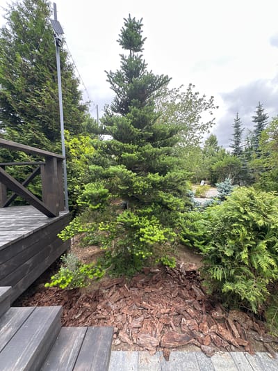 A medium shot captures an outdoor scene with a variety of coniferous trees and wooden structures. In the foreground, dark wooden steps lead down from the left, with a dark wooden deck and railing to the left of a prominent evergreen tree. The tree has bright green new growth at its tips and is surrounded by a bed of reddish-brown bark mulch. Behind this tree, a tall metal pole with a solar panel and what appears to be a security camera and string lights are visible. Further back, a dense array of various evergreen trees and shrubs fills the landscape. The sky is overcast with grey clouds. The scene is likely located in Zakharovo, Russia, given the context of the query. No people are present in the image.