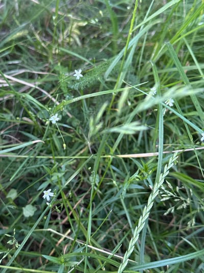 The image is a close-up shot of a grassy area, likely in Lisnyky, Ukraine, with several small white wildflowers scattered amongst the green blades of grass. The focus is on the intricate details of the foliage and the delicate petals of the flowers. The lighting suggests it is daytime, possibly overcast, as there are no strong shadows. The environment appears natural and untamed, typical of a meadow or uncultivated field. No people or animals are visible in the frame. The composition emphasizes the texture and patterns of the grass and the subtle beauty of the wildflowers.
