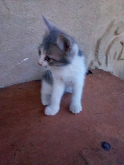 A young, gray and white kitten stands on a brown surface. The kitten is facing to the left of the frame, with its head turned slightly to the right. Its ears are pointed upwards. The background consists of a light-colored, textured wall with some indistinct markings. The scene appears to be outdoors or in an open area, possibly a yard or patio, consistent with a location in Leușeni, Moldova.