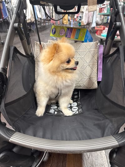 This medium-angle, vertically oriented photograph captures a small, fluffy dog comfortably resting inside a black stroller or pet carrier. The dog, likely a Pomeranian, has a mix of tan and cream fur and wears a sparkling collar or harness. It lies on a patterned, light-colored cushion within the stroller, with its tongue slightly extended, appearing relaxed and content while looking upwards.

The stroller features a black fabric interior, some mesh sections, and robust grey metal frames. In the cluttered background, several objects are visible. A blue and yellow Vtech Baby product box is prominent, showing text such as "www.vtech.de" and "Für die Entwicklung Ihres Kindes" (For the development of your child), which, along with partially visible German words like "Mausi-Rassel," strongly suggests an indoor setting in Germany, aligning with the given Ludwigsburg location context. A purple box or package labeled "Isla Rae" with a floral pattern is also visible nearby. The broader background shows indistinct items, possibly household goods or retail products, implying a busy indoor environment. The dog is clearly the focal point, enjoying its secure and cozy spot.