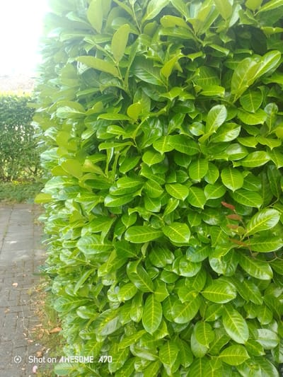 The media file is a close-up, eye-level, full shot of a dense, vibrant green hedge. The leaves are glossy and appear healthy, with a slightly rippled texture. The hedge dominates the frame, with only a sliver of a paved walkway visible on the left side. The walkway is made of grey paving stones, some of which are slightly worn or uneven, and there is sparse dry grass and fallen leaves along the edge where it meets the hedge. In the background, slightly out of focus, another, less dense hedge or green foliage can be seen, and beyond that, a hint of a building with a tiled roof.

The lighting suggests it is daytime, with bright light filtering in from the top left, creating a slight overexposure in that area and highlighting the sheen on the leaves. The overall impression is one of an outdoor, natural setting, likely a garden or a park. There are no people or animals visible. The scene appears tranquil and well-maintained.

Visible text at the bottom left corner of the image reads "Shot on AWESOME A70". The time of day is likely late morning or early afternoon given the brightness of the light. The weather appears to be clear. The location context is Lohmar, Germany.