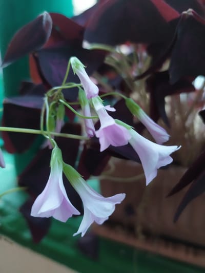 The image shows a close-up of a plant with dark purple, heart-shaped leaves and delicate, pale pink and white flowers. The flowers have a trumpet-like shape with five petals, and they are clustered together on thin green stems. Some of the flowers are fully open, while others are still in bud. The background is blurred and consists of earthy tones and green. The lighting suggests it may be daytime, possibly indoors or in a shaded outdoor area. The focus is on the intricate details of the flowers and leaves, highlighting their natural beauty. There is no visible text in the image. The location context provided is Bilajari, Azerbaijan.