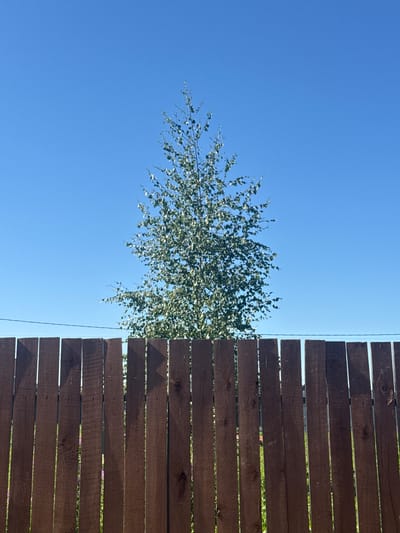A vertical medium shot captures a clear, bright blue sky above a dark brown wooden plank fence. The fence runs horizontally across the lower half of the frame, its vertical planks casting subtle shadows. Behind the fence, a tall, leafy green tree with a slender trunk dominates the center of the image, its branches reaching towards the sky. A thin, dark wire runs horizontally across the scene just above the fence. The environment appears to be an outdoor setting, possibly a backyard, with glimpses of green foliage and faint hints of purple flowers visible through the gaps in the fence. The location is identified as Matchino, Russia.