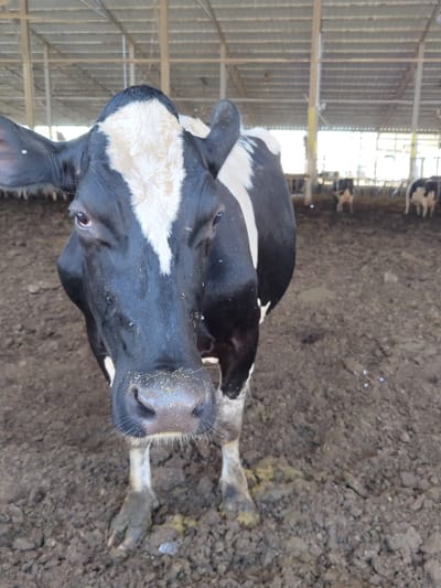 A black and white cow stands in a muddy barn, facing the camera. Its head is close to the lens, with its black and white patterned face filling the foreground. The cow has a white blaze of fur on its forehead and a large, black nose. Its eyes are partially visible, and its ears are perked up. The cow's body is partially visible, showing its black and white coat. The ground is covered in dark, wet mud, with some yellowing material scattered around. In the background, other cows are visible in the barn, along with a metal roof structure. The scene appears to be in a rural setting, likely a farm. The presence of a barn and livestock suggests an agricultural area.