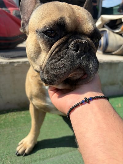 The image displays a close-up, angled shot of a fawn-colored French Bulldog with a black mask, interacting with a human hand. The dog's face, featuring its dark nose and one visible eye reflecting bright light, dominates the left side of the frame. The human's hand, showing light hair, gently cradles the dog's jawline or neck. A black braided bracelet with small blue bead accents is worn on the human's wrist.
The scene takes place outdoors in Karadjovo, Bulgaria, under bright, sunny conditions, indicated by strong illumination and distinct shadows. The ground surface is a vivid green, resembling artificial turf or short grass. Blurred elements in the background include light-colored objects, possibly footwear or other items, and a hint of a red object in the lower left.
The dog appears calm and relaxed, looking towards the viewer, suggesting comfort and contentment with the human interaction. No text is visible in the image. The overall impression conveys a gentle and affectionate moment between the dog and its human companion in an outdoor setting.