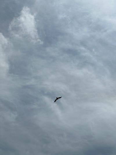 A single bird is silhouetted against a cloudy, overcast sky. The bird is in mid-flight, with its wings spread. The clouds are a mix of light and dark gray, with some areas appearing thicker and more opaque than others. The image is shot from a low angle, looking up at the sky. There are no discernible landmarks or urban elements visible, so a specific location in the city of Columbia, United States of America cannot be determined.