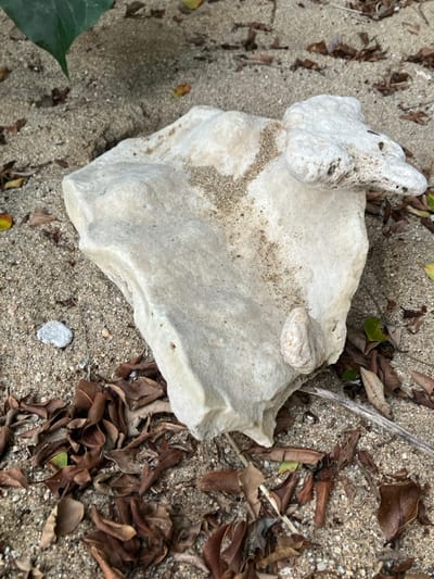 This image captures a ground-level view within Sơn Trà Ward, Vietnam. The primary subject is a large, irregularly shaped mass of light-colored, porous rock, consistent with coral or weathered limestone, resting on sandy soil. The rock surface features embedded fine sand particles and exhibits textural variations. Perched on the upper-right quadrant of this main formation is a smaller, elongated rock fragment of similar material, presenting a rough, pitted surface. A separate small, ovoid, ribbed object, resembling a shell, is adhered to the lower-right face of the central rock. The surrounding environment consists of light brown sand, extensively strewn with dry, curled brown leaves and sparse green foliage. A single, larger green leaf is partially visible in the upper-left background. A small, light grey pebble is situated on the sand to the left of the central rock, and a thin, light-colored stick is partially obscured by leaves in the lower-right foreground. No human figures, animals, or dynamic actions are depicted.