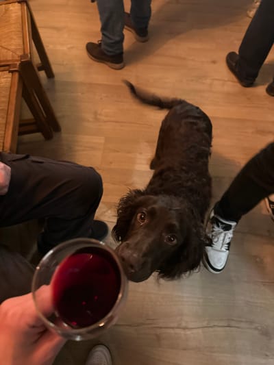 A brown spaniel dog looks longingly up toward a glass of red wine held in someone's hand. The dog is surrounded by people, with legs and shoes visible around it on a wood floor. Part of a chair is visible in the lower left, suggesting the setting may be a social gathering. The focus is on the dog's expectant gaze towards the wine glass.