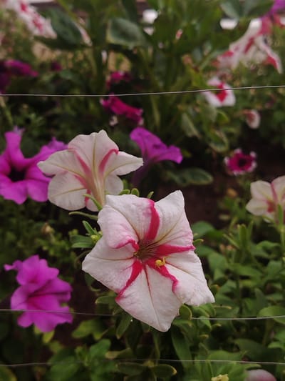 The image is a close-up, vertical shot of several pink and white petunias in a garden. The focus is on two prominent white petunias with bright pink stripes radiating from the center. One of these flowers is in the foreground, with its petals clearly defined, and a tiny yellow spider is visible on one of its petals. Behind this flower, another white petunia with similar markings is partially visible. To the left and in the background, several vibrant purple petunias are out of focus. The setting appears to be a garden or a flower bed, with dark green foliage and soil visible. There are two thin, horizontal wires crossing the frame, suggesting they might be part of a garden support or fence. The lighting suggests it is daytime, and the overall mood is peaceful and natural. There is no visible text in the image.
