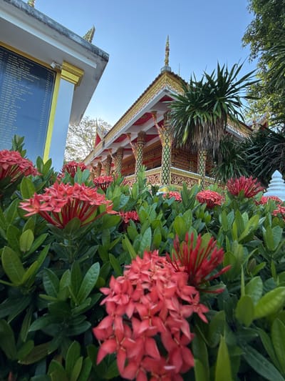 This media file shows a close-up of vibrant red Ixora flowers in the foreground, with lush green foliage. In the background, a traditional Thai temple building is visible, featuring ornate gold and red decorations along the roofline and intricately carved eaves. A clear blue sky suggests it is daytime, likely sunny. To the upper right of the temple, a dark plaque with gold lettering is mounted on a white structure, possibly a monument or informational sign. Some of the visible text appears to be in Thai. The overall scene evokes a sense of tropical beauty and cultural heritage, set in Baan Tha Po, Thailand. The low angle perspective, focusing on the flowers and then panning up to the temple, creates a dynamic composition.