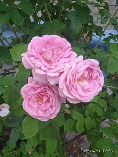 A close-up, outdoor, eye-level shot features a cluster of three light pink roses with multiple layers of petals. The roses are surrounded by lush green leaves and stems, indicating a plant growing in its natural environment. In the background, a portion of a light-colored brick wall and a strip of blue material are visible. The bottom right corner of the image displays a timestamp: "2026/6/21 11:23". The overall scene suggests a tranquil garden or outdoor setting, possibly in Vlasivka, Ukraine, given the timestamp's format which often includes regional indicators in some systems.
