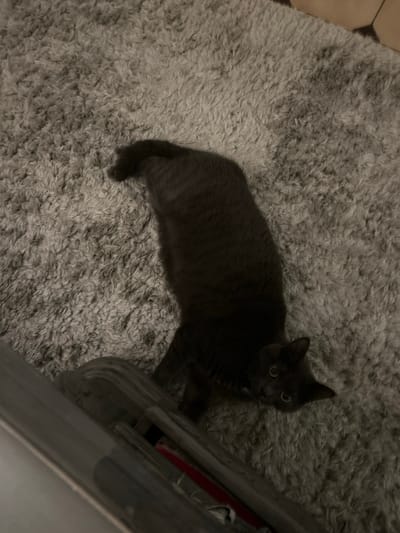 A gray cat lies on a plush gray rug, its eyes looking directly at the camera. The cat is positioned diagonally, stretching from the upper right to the lower left of the frame. A partial view of a vacuum cleaner is visible in the lower right corner. The rug's texture is prominent, and the lighting is dim, adding to the overall muted color palette.