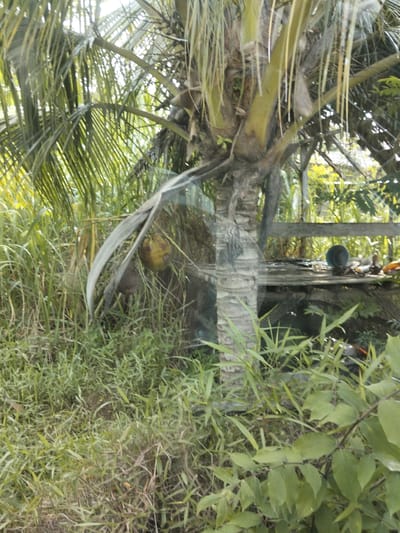This image depicts an outdoor scene in Cotseurani, Indonesia, with a focus on a mature coconut palm tree. The palm's rough, textured trunk is prominent, with long, green fronds extending upwards and outwards, creating a dappled light effect. A single, yellowed coconut is visible hanging from one of the fronds, partially obscured by a dried leaf. The ground is covered in lush green grass and other vegetation. In the background, a wooden structure, possibly a shed or a bench, can be seen, along with additional foliage and trees. The overall impression is one of a tropical, natural environment.