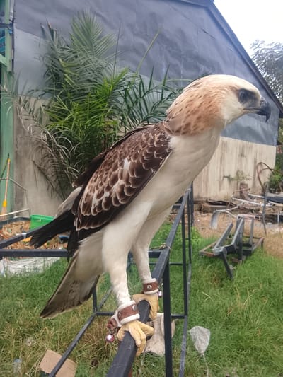 A Philippine eagle, a raptor native to the Philippines, is perched on a metal railing outdoors. The eagle has a light brown head and neck, with darker brown and white patterned feathers on its back and wings. Its underside is white, and its legs are yellow with talons. The eagle is wearing leather bands around its legs, which are attached to a bell. Behind the eagle, there is a building with a dark, corrugated roof and a lighter-colored wall. In front of the building, there are various objects, including green plants, some stacked wooden planks, and metal frames. The ground is covered in green grass. The image appears to have been taken in the city of Kuta Trieng, Indonesia.