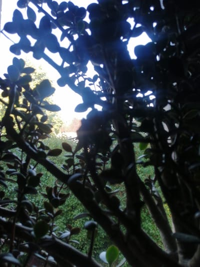 The image shows a close-up of a jade plant, with its dark, glossy leaves and thick stems silhouetted against a bright sky and greenery. The sunlight filters through the leaves, creating a dappled effect. In the background, a blurred view of trees and foliage suggests an outdoor setting. A hint of what appears to be a wire mesh fence or netting is visible in the upper right portion of the frame. The overall impression is one of natural light and shadow, with the plant serving as a natural screen. The image does not contain any people or specific identifiable landmarks that would place it in Milzkalne, Latvia.