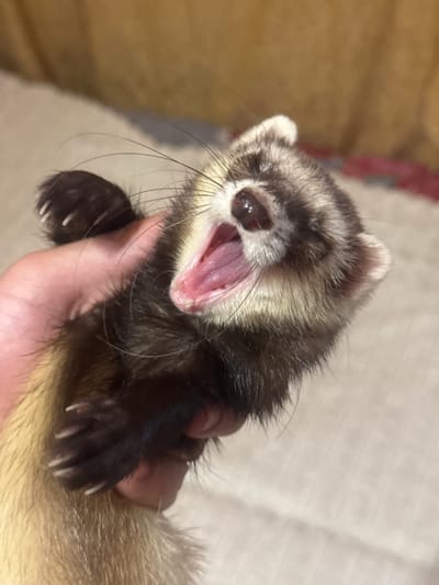A close-up shot captures a ferret yawning widely, its pink tongue and teeth clearly visible. The ferret, held by a person's hand, displays a mix of dark and light brown fur with characteristic markings around its eyes and nose. Its eyes are closed, emphasizing the yawn. The background is a soft blur of warm brown and light beige textures, suggesting an indoor setting. The lighting appears warm and natural, hinting at daytime. The overall impression is one of a relaxed, sleepy animal.