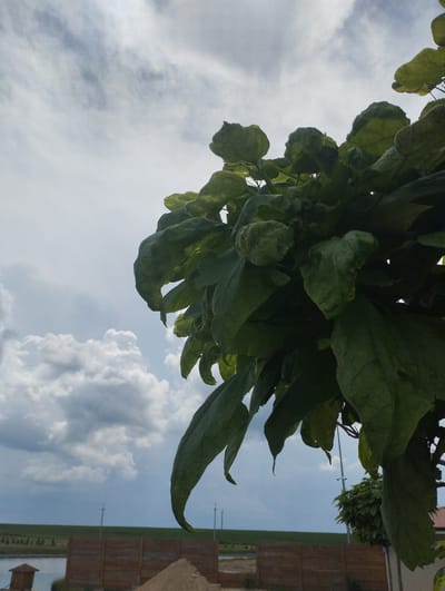 The image shows a close-up view of large, dark green leaves against a cloudy sky. The leaves are dense and overlap, obscuring much of the background. In the distance, a body of water is visible, bordered by a wooden fence and a sand pile. A small wooden structure with a peaked roof sits near the water's edge. The sky is filled with white and grey clouds, suggesting overcast weather. The scene appears to be outdoors, possibly in a park or natural area within the city of Romanivka, Ukraine. There are no people or animals visible in the image.