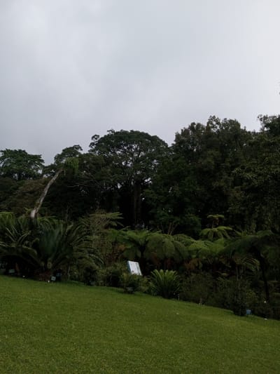 The image captures a verdant botanical landscape under an overcast sky, located in Pachmarhi, India. The upper portion of the frame, approximately 40%, displays a uniform light grey, cloud-filled sky.

The foreground is dominated by a well-maintained, short-cropped green grass lawn, sloping gently upwards towards the center of the frame. No individuals, animals, or specific objects are present on this grassy area.

The midground features a dense and diverse collection of plant life. Numerous large ferns with prominent fronds are visible, forming a substantial green mass. Several cycads, characterized by their stiff, palm-like fronds and thick bases, are also present, particularly on the left. Scattered smaller shrubs and undergrowth fill the spaces between these larger plants. Towards the center-right, a rectangular informational sign, predominantly white with a blue or green lower border, stands partially obscured by foliage. Small, indistinct blue or green markers are visible at the base of some plants along the edge of the lawn.

The background consists of a dense forest of tall, mature trees with dark green canopies. A prominent tree with a light-colored, noticeably curved trunk ascends from the midground on the left, blending into the background foliage. The tree line is continuous, stretching across the entire width of the frame and meeting the overcast sky. No human figures or discernible activities are present within the scene.