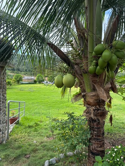 The image shows a cluster of green coconuts hanging from a coconut palm tree. The palm tree has a rough, brown trunk and long, green fronds. In the background, there is a lush green field with a small airplane and a thatched-roof building. There is also a stone pillar on the left side of the image, and a white railing with a potted plant. The scene appears to be an outdoor setting, possibly a tropical or subtropical location, given the presence of the coconut palm and the lush vegetation. The sky is visible and appears overcast. The image does not provide information about the city of Buenos Aires, Peru.