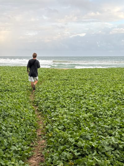 The image depicts a person walking on a path through dense green vegetation, with a view of the ocean and a cloudy sky in the background. The person, seen from behind, is wearing a black t-shirt and light-colored shorts, and appears to be walking away from the camera towards the left of the frame. The path is narrow and made of dirt, surrounded on both sides by a thick carpet of low-lying green plants with heart-shaped leaves.
To the left of the vegetation, the ocean stretches out, with gentle waves breaking on a distant shore. The water is a muted gray-blue, and the waves are white and foamy. The sky above is overcast, with a mix of gray clouds and lighter patches, suggesting it might be dawn, dusk, or a generally cloudy day. The overall mood of the image is tranquil and natural, with the emphasis on the lush greenery and the vastness of the ocean.
The scene appears to be a coastal area, likely a beach or a dune system, given the presence of the ocean and the type of vegetation, which is typical of coastal environments in tropical or subtropical regions. The location context provided, Koggala, Sri Lanka, further supports this interpretation, as Sri Lanka is known for its beautiful coastlines and tropical flora. There is no visible text in the image.