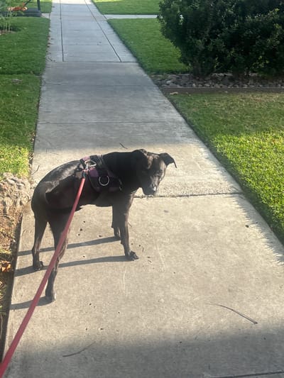 A dark-colored dog wearing a purple and black harness and a red leash stands on a concrete sidewalk. The dog is looking to its right, with its head tilted. The sidewalk runs alongside a well-maintained lawn, and a dense green bush with small rocks at its base is visible on the right side of the frame. The scene appears to be in a residential area, likely during daylight hours, given the shadows cast on the sidewalk. The location is the city of Coronado, United States of America.