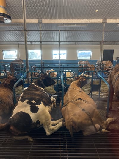 This media file captures the interior of a cattle barn, likely a dairy farm in Reykjahlíð, Iceland. The scene features multiple cows of various breeds resting and feeding in individual stalls or pens.

In the foreground, a large cow with black and white patches is lying down on a metal grated floor. Next to it, a light brown or tan cow with a harness-like contraption is also resting. Further into the background, several other cows, including one with striped brown fur, are visible, many with their heads in blue metal feeders, suggesting they are eating hay or silage. Hay or straw can be seen scattered in the feeding areas.

The barn's structure includes corrugated metal walls and ceiling, supported by a concrete pillar on the left. Several rectangular windows along the right wall allow natural daylight into the facility, indicating it is daytime. Horizontal metal pipes run across the upper part of the barn. The floor appears to be a slatted or grated system in the foreground, likely for manure management, transitioning to a more solid area with hay closer to the feeding troughs. No discernible text or specific human activity is visible, and the cows appear calm.