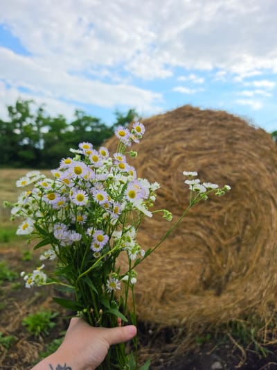 In this image, a person's hand, adorned with a tattoo, is holding a bouquet of small white and purple wildflowers. The flowers are a mix of daisies with yellow centers and purplish petals, and simpler white daisy-like flowers. They are clustered together, creating a vibrant display against a natural backdrop.
The setting appears to be a rural field, likely in Krasnochervonnyi, Russia. Behind the flowers and hand, a large, round bale of hay is visible, its textured surface showing the rough strands of dried grass. The hay bale dominates the background, suggesting it's a recent harvest.
The sky above is a bright blue, dotted with fluffy white clouds, indicating fair weather and likely daytime. Some green foliage, possibly trees, can be seen in the mid-ground, adding to the pastoral scene. The overall impression is one of natural beauty and a connection to the land. The image evokes a sense of peace and simplicity, perhaps capturing a moment of leisure or appreciation for nature. There is no visible text in the image.