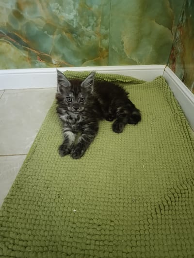 The image shows a young Maine Coon kitten lying on a green, textured mat. The kitten has grey and black tabby markings and is looking directly at the camera. The background features a wall with a marbled green and brown pattern, and a white baseboard. The floor appears to be tiled. The overall scene is domestic and appears to be indoors, with no indication of the city of Ryzhiki, Russia.