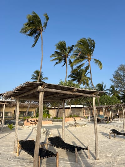 The media file captures a serene tropical beach scene in Kiwengwa, Tanzania, under a bright, clear blue sky. The setting is dominated by numerous tall, slender palm trees with vibrant green fronds, some bending gracefully over the sandy ground.
In the foreground and midground, a substantial wooden structure with a thatched roof, likely made from palm fronds or similar natural materials, provides shade. This structure is supported by thick, rustic wooden posts. To the right of this structure, several dark, woven lounge chairs or beach recliners with wooden frames are arranged on the light-colored sand, inviting relaxation. No people are visible, contributing to a peaceful, untouched atmosphere.
Further in the background, additional simple wooden buildings with thatched roofs are discernible, blending harmoniously with the natural environment. These structures suggest a resort or lodge setting. The ground throughout the visible area is covered in fine, light-colored sand.
A notable detail is a wooden sign attached to one of the buildings in the midground. The text "THE BEACH LODGE ZANZIBAR" is clearly visible, with "ZANZIBAR" being particularly distinct, confirming the island region. The time of day appears to be bright daytime, likely morning or early afternoon, given the strong, even lighting and absence of harsh shadows. The weather is sunny and clear, indicative of pleasant tropical conditions. The overall impression is one of tranquility and an idyllic vacation spot.