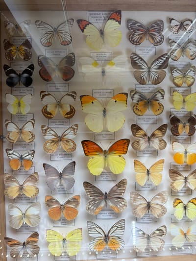 This image is a close-up, overhead view of a display case filled with preserved butterflies, likely part of a scientific collection. The butterflies are arranged in neat rows and columns, mounted on white cards with printed labels. The labels contain scientific names and locations, such as "DELIAS AROM Papua," "BELENOIS JAVA Java," and "CEPORA IUDITH Malaysia," indicating the diversity of species and their origins. The butterflies themselves exhibit a wide range of colors and patterns, including shades of white, yellow, orange, brown, and black, with intricate wing designs. Some butterflies are open-winged, displaying their full beauty, while others are shown with their wings partially closed. The display case appears to be made of glass and is placed on a light-colored surface. The lighting suggests an indoor setting, possibly a museum or a private collection. The overall impression is one of organized natural history, showcasing the beauty and diversity of these insects.