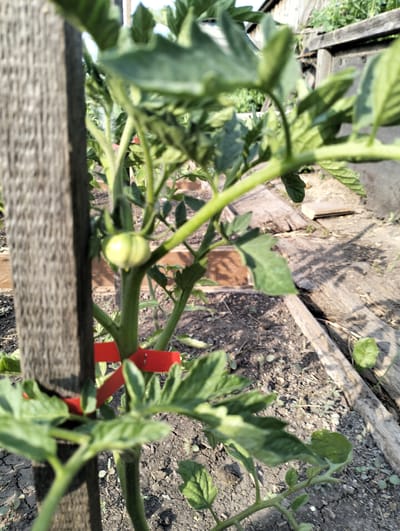 This media file features a close-up, slightly blurred shot of a young tomato plant with a single small, green tomato. The plant is supported by a rustic wooden stake, to which a bright red tie is attached around the stem. The background shows garden soil with some scattered dry leaves and small weeds. In the distance, weathered wooden planks are visible, suggesting a raised garden bed or a fence. The lighting indicates it is daytime, with sunlight casting shadows. The overall setting is a garden, likely in a rural or suburban environment. The image does not depict any people or specific events. No text is visible in the image. Given the location context of Makinsk, Kazakhstan, this could be a typical garden scene during the growing season.