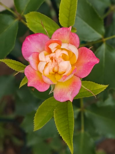 A close-up, top-down view of a single, multi-colored rose bloom is featured against a dark green, blurred background of leaves and stems. The rose petals exhibit a gradient of color, transitioning from a soft pink at the outer edges to a vibrant yellow in the center. The rose is in full bloom, with its petals unfurling to reveal the intricate inner structure. The leaves surrounding the rose are a rich, deep green, with visible veins and serrated edges. The overall lighting suggests an outdoor setting, possibly in a garden. There is no indication of any specific location within Bykovka, Russia, in this image.