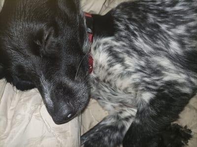 The image shows a close-up view of a sleeping dog with black fur on the left side of its head and speckled black and white fur on its body. The dog is wearing a red collar. The dog is lying on a light-colored, textured surface, possibly a blanket or couch. The image is a still photograph, and there is no discernible location in Шарпілаўскі сельскі Савет, Belarus, or any other specific geographical information present. The scene depicts a domestic animal at rest.