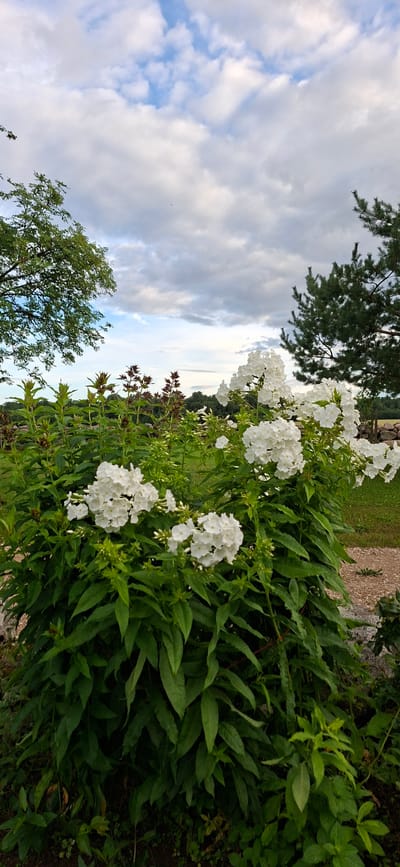 A vertical, low-angle outdoor shot captures a cluster of white phlox flowers in the foreground, set against a backdrop of lush green foliage. Behind the flowers, a line of darker, reddish-brown plants with developing seed heads adds contrast. The middle ground features a dense line of trees, with a tall pine tree on the right side of the image. The sky above is a mix of dramatic gray clouds and patches of blue, suggesting a dynamic weather system. The scene appears to be in a rural or garden setting, possibly in Viru-Jaagupi alevik, Estonia, given the native flora and the overall atmosphere. There are no people or animals visible in the image.