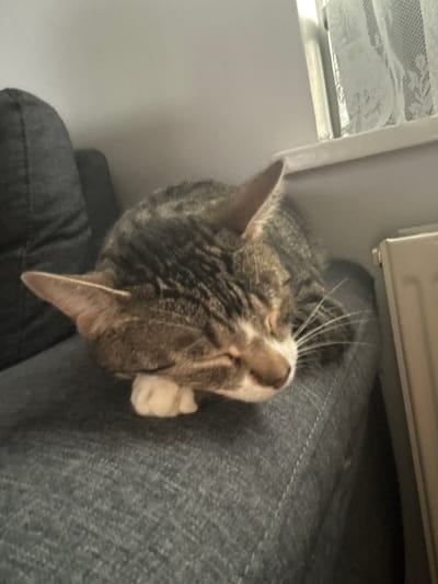 This image, set in Sauðárkrókur, Iceland, displays a domestic tabby cat sleeping on a dark grey fabric surface, likely an upholstered sofa or chair. The cat is curled, with its eyes closed and its head resting on its front paws, which are tucked beneath its body. Its fur shows distinct patterns of grey, brown, and black stripes, with white fur visible on its muzzle and paws. To the left of the cat, a dark grey pillow or armrest is visible. In the background, a window with a white lace curtain is present, featuring a white window sill below it. Part of a light-colored radiator is visible on the far right. The wall behind these elements is a plain light grey.