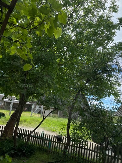 This media file is a photo of a garden or yard area, likely in Izborsk, Russia, as per the location context. The scene is dominated by lush green trees with dense foliage, obscuring much of the background. The perspective is looking upwards into the canopy of the trees, with glimpses of a bright, overcast sky.
In the background, there are hints of structures, including what appears to be a wooden fence with vertical slats and possibly a section of a building with a corrugated roof. A dirt or gravel path runs through the grassy area. The overall impression is of a natural, somewhat wild, outdoor setting.
There are no discernible people or specific objects in focus. The activity taking place is static, simply depicting a natural outdoor environment. Notable details include the vibrant green of the leaves, suggesting a summer or late spring day. The lighting suggests it is daytime, with diffused sunlight filtering through the leaves. The weather appears to be mild, with a partly cloudy sky.
The presence of the fence and possible structures suggests a residential or semi-rural location. No text is visible in the image. The image is oriented vertically, with the trees and sky occupying the majority of the frame. The leaves on the trees are varied in shape and size, indicating different types of vegetation.