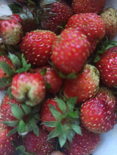 A close-up, high-angle, eye-level shot depicts a cluster of ripe strawberries. The strawberries vary in redness, with some exhibiting green hues, and are dotted with numerous small, yellow seeds. Green leaves sprout from the tops of some of the fruits. The scene is likely an outdoor setting in Promyshlennaya, Russia, possibly a market or a garden, given the natural subject matter. The lighting appears to be natural daylight, casting soft shadows. The image is slightly out of focus, giving it a soft, almost painterly quality.