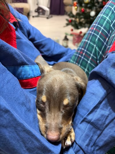 A brown puppy with closed eyes rests comfortably on a person’s lap. The person wears blue and red clothing, and a green and blue plaid garment. A Christmas tree is in the blurred background, adorned with lights and ornaments. The setting appears to be indoors, perhaps a home during the holiday season, where the puppy is enjoying a peaceful nap.