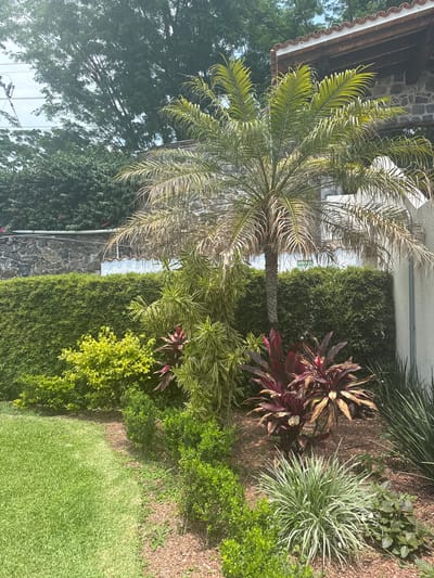 The image depicts a garden scene in Tres de Mayo, Mexico. The garden features a palm tree in the center-left, with some fronds appearing dried or discolored. Adjacent to the palm is a neatly trimmed hedge. In front of the hedge is a garden bed with various plants, including cordyline plants (some with reddish-purple leaves), ornamental grasses, and other greenery. The groundcover appears to be mulch or small gravel. In the lower right, there is a patch of green lawn. In the background, a building with a red-tiled roof and stone wall is visible, partially obscured by trees. The scene is bathed in sunlight, casting shadows on the plants and lawn. Power lines can be seen among the trees in the distance.