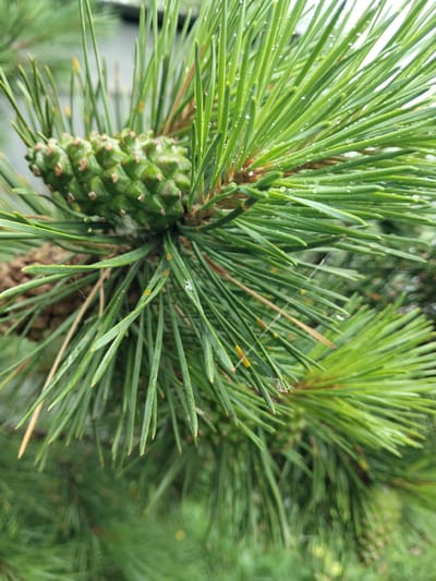 A close-up, eye-level shot captures a vibrant green pine cone nestled amongst the needles of a pine tree. The pine cone, elongated and roughly cylindrical, is covered in numerous small, pointed scales, giving it a textured appearance. Droplets of water glisten on the surface of the needles, suggesting recent rain or dew. The background is a soft blur of more green pine needles and branches, creating a natural, outdoor scene. This image was taken in Bulaev, Kazakhstan, where the pine tree and its developing cone are common features of the local flora.
