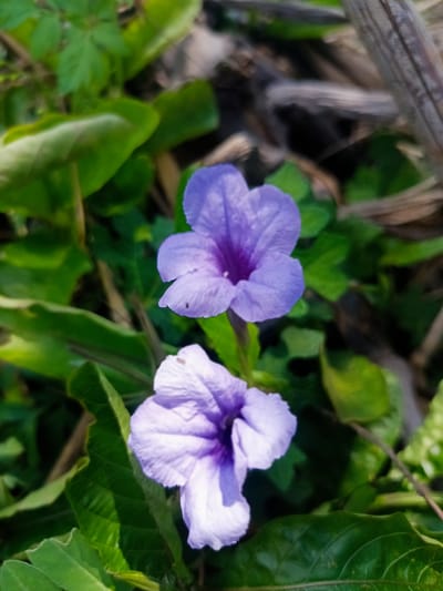 Two purple flowers are in focus, surrounded by green leaves and blurred brown organic material in the background. The flowers are positioned one above the other, with the top flower slightly to the right and the bottom flower centered. The top flower has five petals, with a darker purple center. The bottom flower, also with five petals, is partially obscured by leaves and appears lighter in shade. The overall scene suggests an outdoor, natural environment, possibly a garden or wild area. The image was captured in Barohblangrimueng, Indonesia.