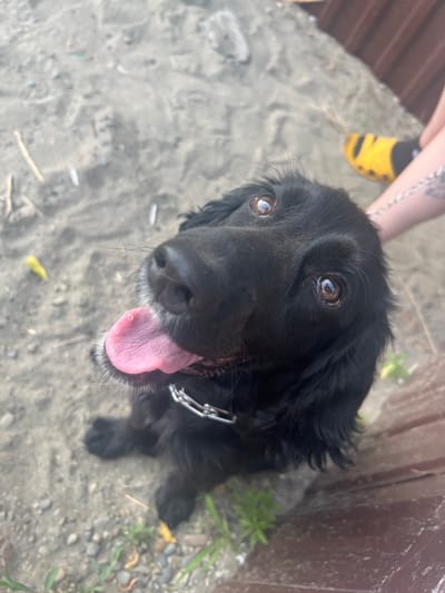 A close-up, overhead shot focuses on the face of a black dog, its mouth open and tongue lolling out. The dog is wearing a metal chain collar. The background consists of sandy ground with scattered pebbles and some green vegetation. In the upper right corner, a person's legs are visible, wearing a yellow sandal and dark socks, and a brown wooden surface is also present. The scene appears to be outdoors, possibly in a park or by a body of water, given the sandy and pebbly terrain.
