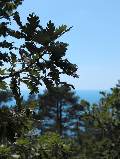 This image depicts a close-up view of oak leaves in the foreground, with a blurred background showing the sea and a forest. The oak leaves are dark green and detailed, some appearing to be silhouetted against the bright blue sky. In the middle ground, several pine trees are visible, also slightly out of focus. The horizon line, where the sea meets the sky, is clearly defined. The foreground oak branches are lush and textured, creating a natural frame for the distant view. The overall impression is one of a natural landscape, likely taken from an elevated position overlooking the coastline. The location is specified as the city of Dzhankhot, Russia.