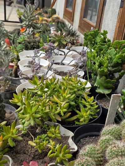 The image depicts a collection of potted succulents and cacti displayed outdoors, likely on a patio or walkway, with a building facade and wooden window frames visible in the background. The location is specified as Bireuenmeunasahreuleut, Indonesia.
In the foreground, several different types of succulents are prominent. A cluster of bright green, fleshy-leaved succulents with elongated stems is in focus in the lower center of the image. To the right and slightly behind this, a fuzzy, green cactus with numerous small spines is partially visible.
Behind the foreground succulents, a row of white, shallow pots holds plants with purplish-green, segmented leaves that appear to be trailing or drooping. Further back, more potted succulents and cacti of various shapes and sizes can be seen, some in white pots and others in dark-colored containers. One larger, branching green cactus with a textured surface stands out among the others on the right side of the image.
The environment appears to be somewhat rustic, with dirt and gravel visible around the pots. The building in the background suggests an urban or semi-urban setting. The lighting indicates it is daytime. No people are present in the image.