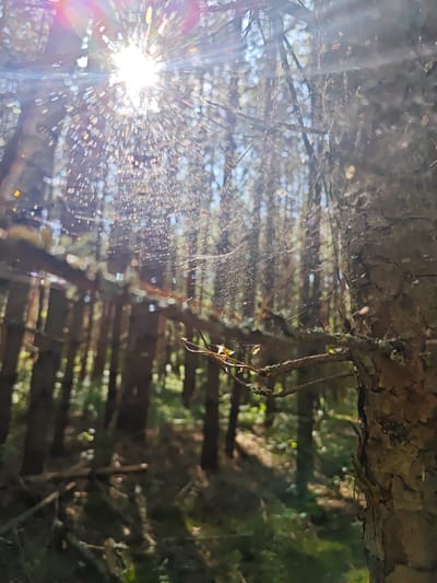 In the image, sunlight streams through a dense forest, creating a lens flare effect and illuminating a delicate spiderweb. The spiderweb, laden with dew or tiny water droplets, appears suspended between branches and tree trunks, shimmering in the light. The background consists of a blurred, sun-dappled forest floor with numerous tall, slender trees, suggesting a natural, outdoor setting. A portion of a textured tree trunk occupies the right foreground, its rough bark adding a tactile detail to the scene. The lighting is bright and diffused, with prominent sunbursts and bokeh effects from the light scattering through the foliage and spiderweb. No people are visible in the image. The location of Korybshchina, Russia is not discernible from the visual information provided in the image.